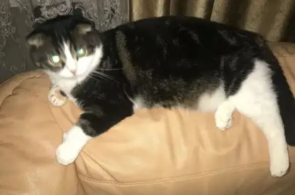 Пропала кошка, Листвянская 9, Линёво