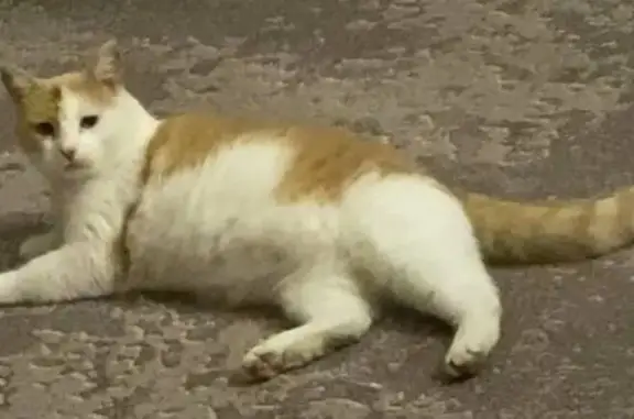 Пропала кошка, ул. Аксакова, Майна