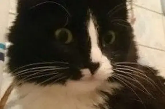 Пропала кошка, 9-я Парковая ул., 26 к2