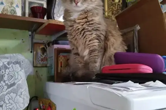 Кошки потеряшки, Китово, фото: Потеряшка кошка, Центральная ул., Китово