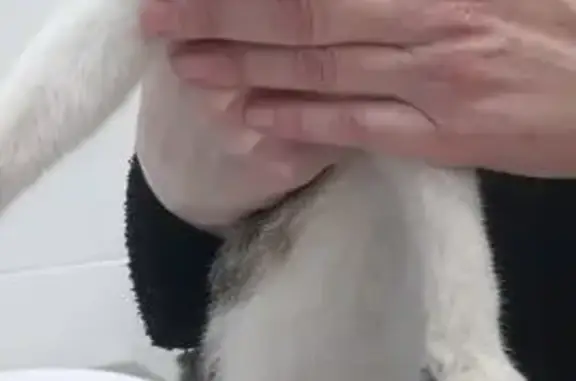 Найдена кошка, Краснодар, фото: Котенок найден, Командорская 9 к2, Краснодар