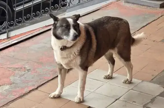 Найдена собака, Ярославль, фото: Собака найдена: Магистральная 14, Ярославль