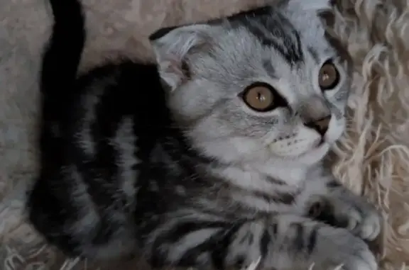 Пропала кошка, ул. Белинского, Колышлей