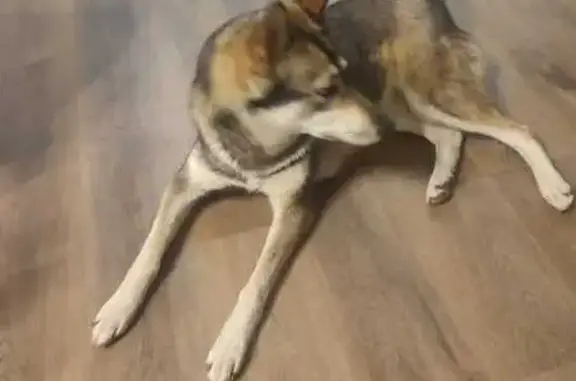 Найдена собака, Тверская область, фото: Найдена собака в Притыкино, Тверская обл.