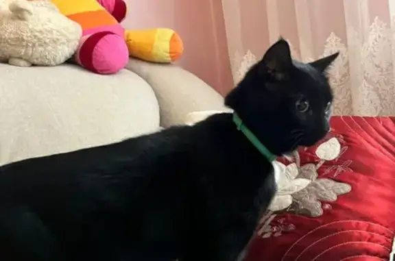 Кошка найдена на Гусарова 14, Красноярск