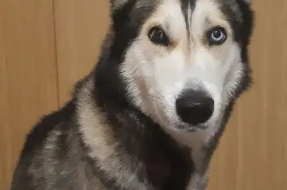 Собаки потеряшки, Волгоградская область, фото: Потеряшка собака в с. Медведица, Волгоград