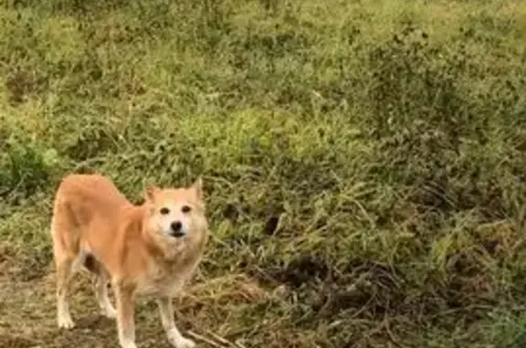 Найдена собака, Владимирская область, фото: Собака найдена: Пекшинское с/п, Владимирская обл.