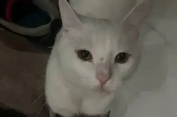 Пропала кошка, пр. Художников 34/12