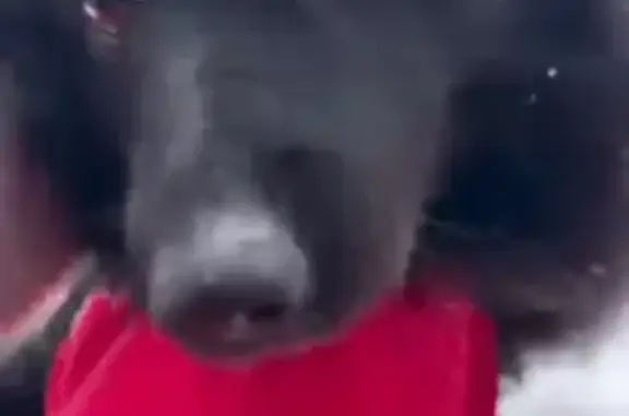 Пропала собака Граф, МО, карие глаза