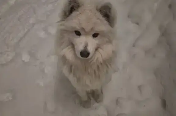 Пропала собака Юкки, Рыбацкий пер. 1, Невинномысск