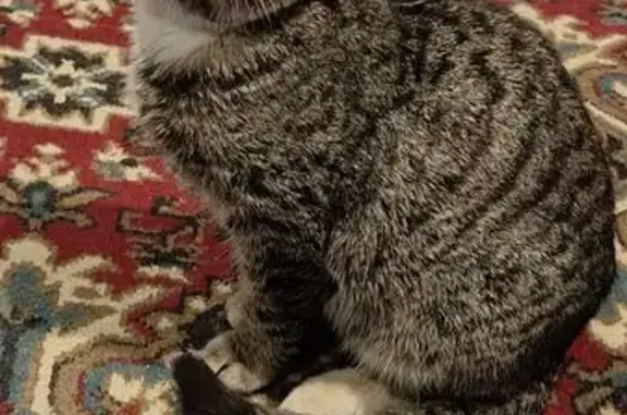 Найдена кошка, Богородицк, фото: Кошка найдена: Вересаева, 13А, Богородицк