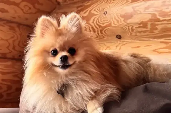 Пропала собака, Полевая 22, Поздняково