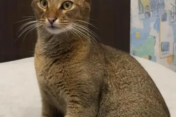 Серо коричневый А бессинец