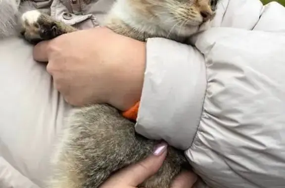 Кошки потеряшки, Москва, фото: Потеряшка кошка, Нагорная ул., 14 к1, Москва