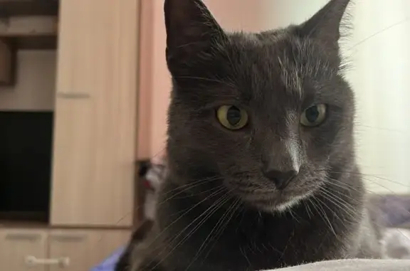 Пропала кошка, Изумрудная 4, Динская