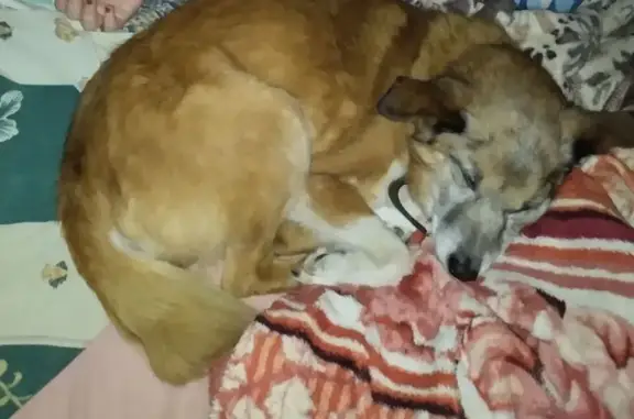 Пропала собака, Воскресенское, НО