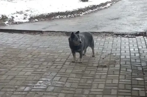 Пропала собака в Рузе, МО