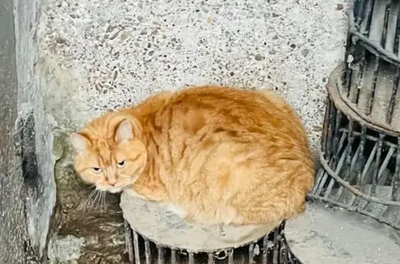 Найдена кошка, Мариинский, фото: Кошка найдена: ул. Лазурная, 21, Стерлитамак
