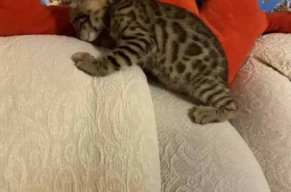 Пропала кошка, ул. Косарева 5к2, Саранск