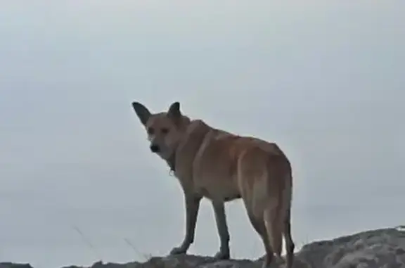Пропала собака, ул. Туристская, 15