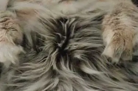 Кошки потеряшки, Красноярск, фото: Потеряшка кошка, ул. 9 Мая 65, Красноярск