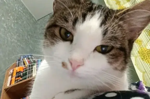 Кошки потеряшки, Саратов, фото: Потеряшка кошка, 2-я Садовая, 144, Саратов