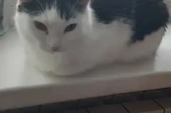 Объявления о пропавших и найденных животных, Онега, фото: Пропала кошка, Беломорская 18, Онега