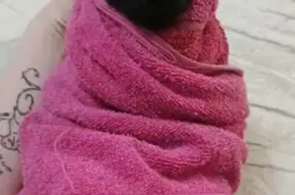 Пропала кошка, Пушкина 45, Камень-на-Оби