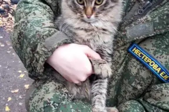 Найдена кошка, Ярославль, фото: Кот найден: ул. Орджоникидзе, 4, Ярославль