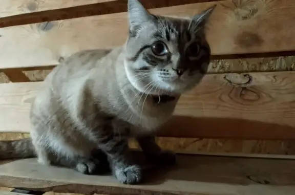 Пропала кошка, Полевая ул., Тюмень