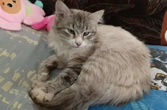 Пропала кошка, ул. Пожарского 1 к2