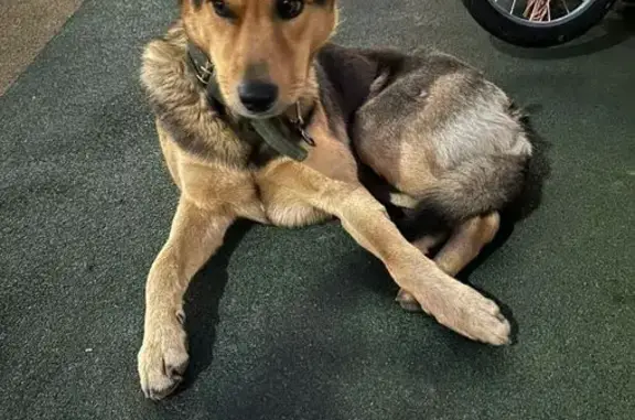 Найдена собака, Владивосток, фото: Собака найдена: ул. Третья, 7, Владивосток