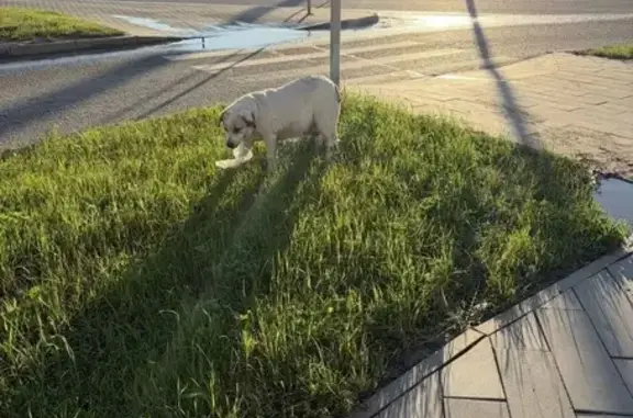 Найдена собака, , фото: Собака у ЖК Прокшино, Прокшинский пр., 11