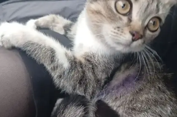 Найдена кошка, Тамбов, фото: Кошка найдена у больницы 18, Строитель