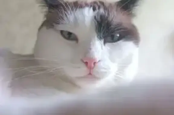 Пропала кошка, Российская ул., 36, Ревда