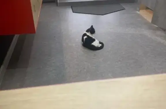 Нашли кошку на пр. Вахитова, 54А, НЧ