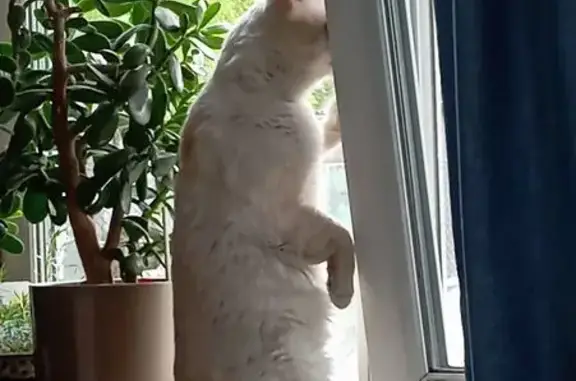 Пропала кошка, Элитный, Новосибирск