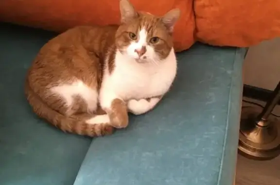 Пропала кошка, Объездная ул., 3, Полпино