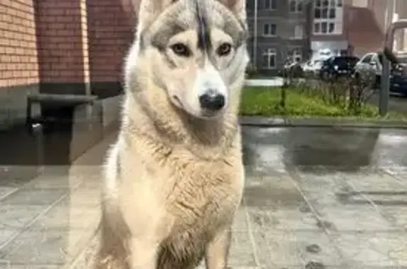 Найдена собака, Осиново, фото: Пёс найден: Сосновая ул., Осиново