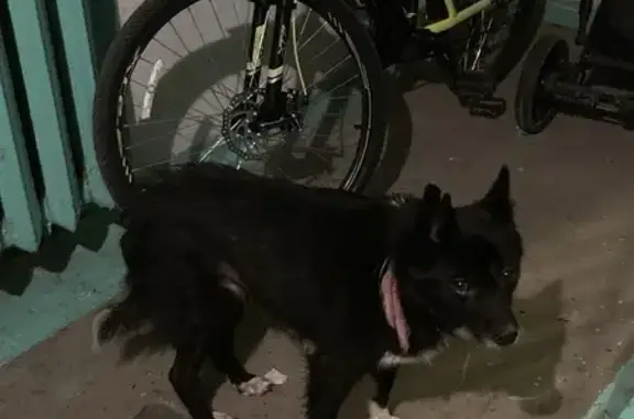 Найдена собака, Уфа, фото: Собака найдена: пр. Октября, Уфа