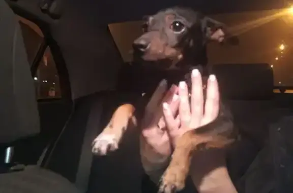 Найдена собака, Абакан, фото: Собака найдена, Вокзальная ул., Абакан