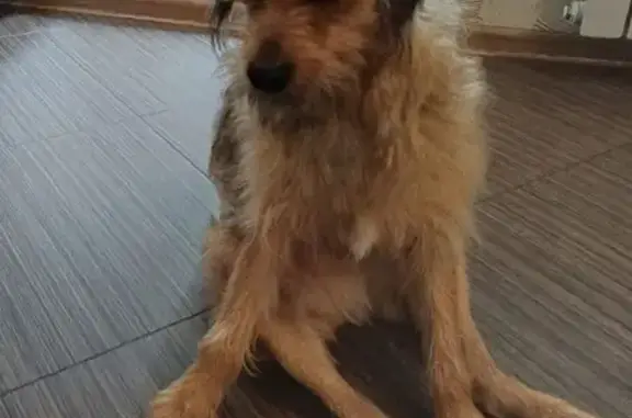 Пропала собака, Дядьково, Ряз. обл.