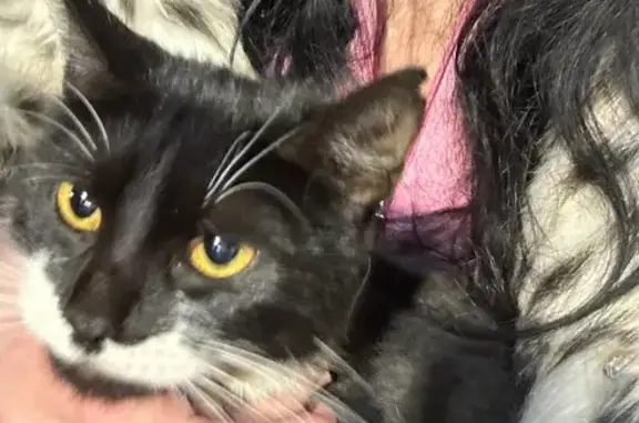 Найдена кошка, Ярославль, фото: Кошка найдена: Первомайская ул., Ярославль