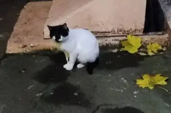 Найдена кошка, Москва, фото: Кошка найдена: Ленинская Слобода, 19