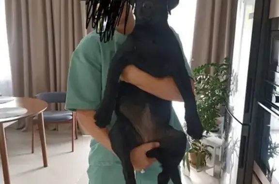 Пропала черная лабрадор Гера, Тула