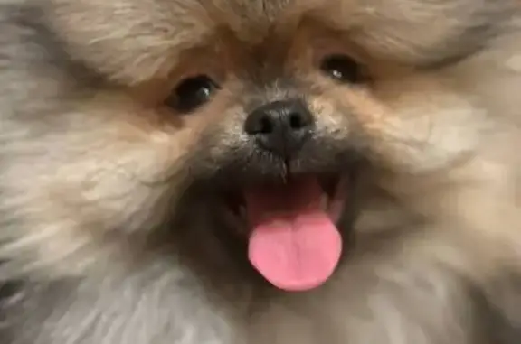 Нет особых примет. Ошейника на нем не было