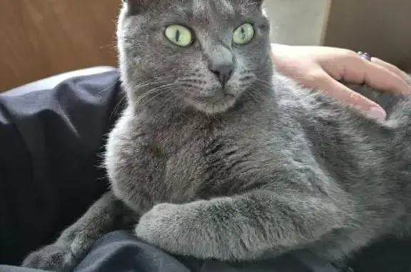 Пропала кошка, Приморская ул. 2, СПб