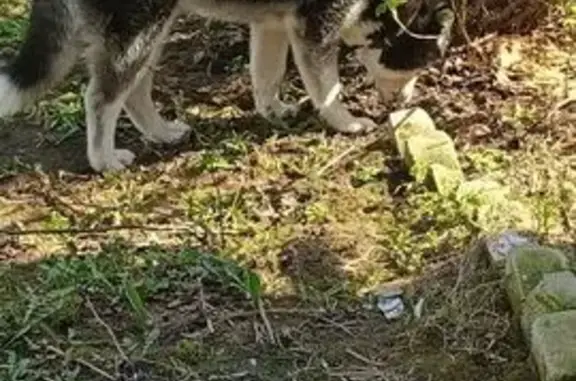 Собаки потеряшки, Нижний Новгород, фото: Потеряшка собака, Гордеевская ул., Н.Новгород