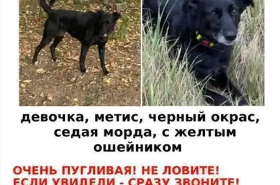 Собаки потеряшки, Москва, фото: Потеряшка собака, МО, Малое Сареево
