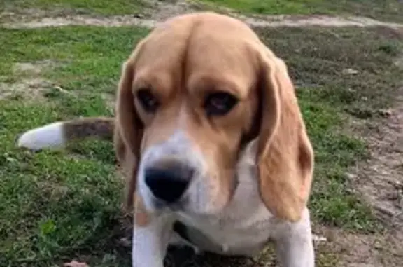 Бигль найден в КП ТРАВА, Речная, 37